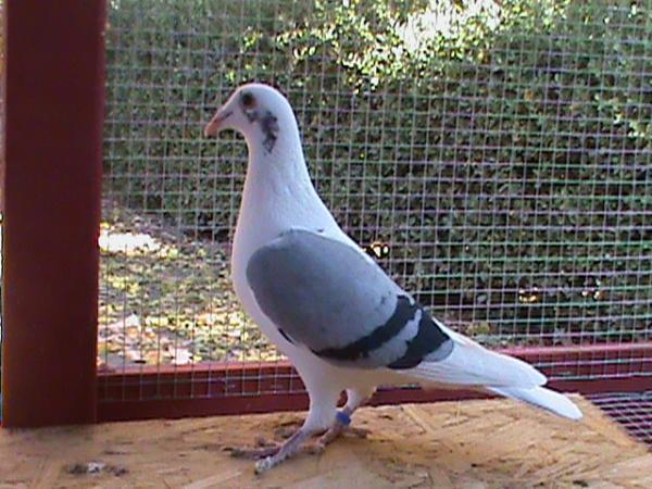 10 Burung Dara Termahal, Ada yang Sampai Milyaran! 3