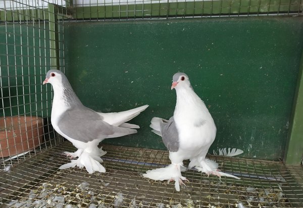 10 Burung Dara Termahal, Ada yang Sampai Milyaran! 9