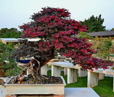 7 Bonsai Serut Termahal, Cocok Buat Pecinta Tanaman Kerdil 1 7 Bonsai Serut Termahal, Cocok Buat Pecinta Tanaman Kerdil 1