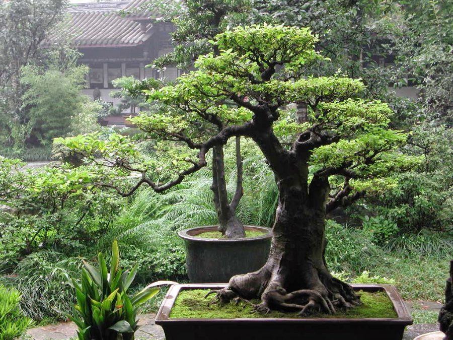 7 Bonsai Serut Termahal, Cocok Buat Pecinta Tanaman Kerdil 2 7 Bonsai Serut Termahal, Cocok Buat Pecinta Tanaman Kerdil 2