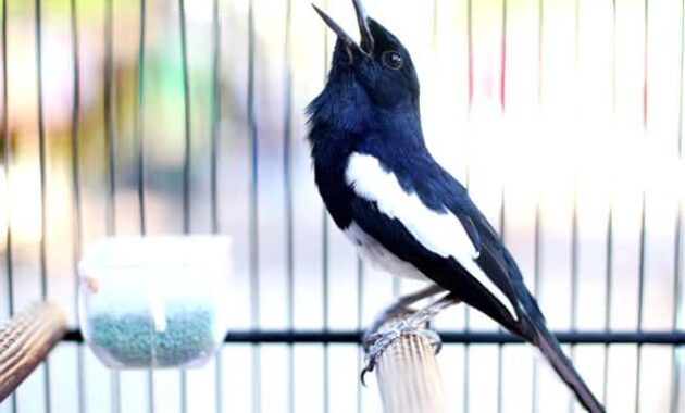 10 Gambar Burung Kicau Termahal di Dunia 2021 Daftar Jenis