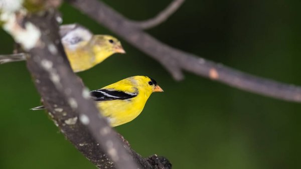 10 Burung Termahal di Dunia Beserta Harganya Yang Fantastis! 10