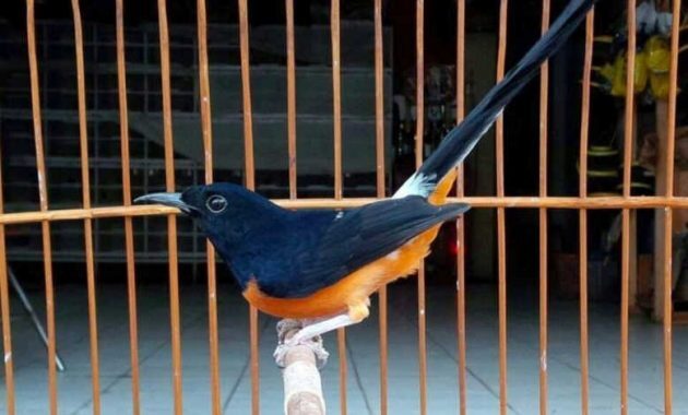 10 Foto Burung Murai Termahal Dunia 2022 Harga Jenis Suara