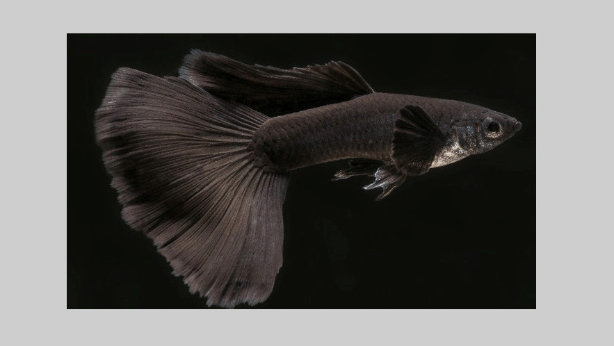 10 Ikan Guppy Termahal di Dunia, Manakah Yang Paling Bagus? 8 10 Ikan Guppy Termahal di Dunia, Manakah Yang Paling Bagus? 8