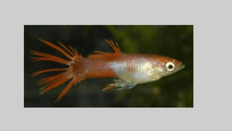 10 Ikan Guppy Termahal di Dunia, Manakah Yang Paling Bagus? 4 10 Ikan Guppy Termahal di Dunia, Manakah Yang Paling Bagus? 4