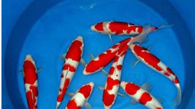 10 Ikan Koi Termahal di Dunia, Panggilan Buat Para Kolektor! 7 10 Ikan Koi Termahal di Dunia, Panggilan Buat Para Kolektor! 7