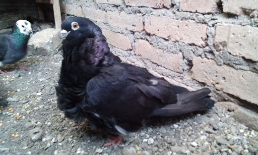 10 Burung Dara Termahal, Ada yang Sampai Milyaran! 5