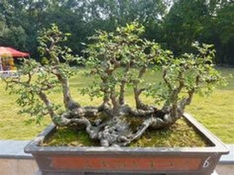 7 Bonsai Serut Termahal, Cocok Buat Pecinta Tanaman Kerdil 4 7 Bonsai Serut Termahal, Cocok Buat Pecinta Tanaman Kerdil 4