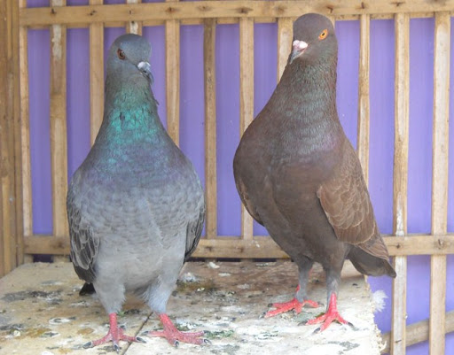 10 Burung Dara Termahal, Ada yang Sampai Milyaran! 4