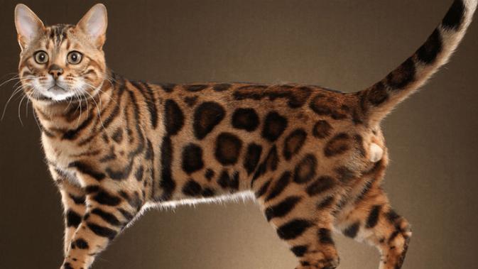 10 Kucing Termahal di Dunia, Adakah Ras Kucing Peliharaan Kalian? 3