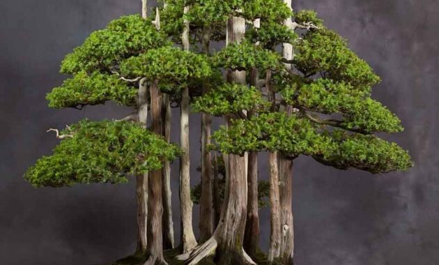 Sketsa bonsai serut