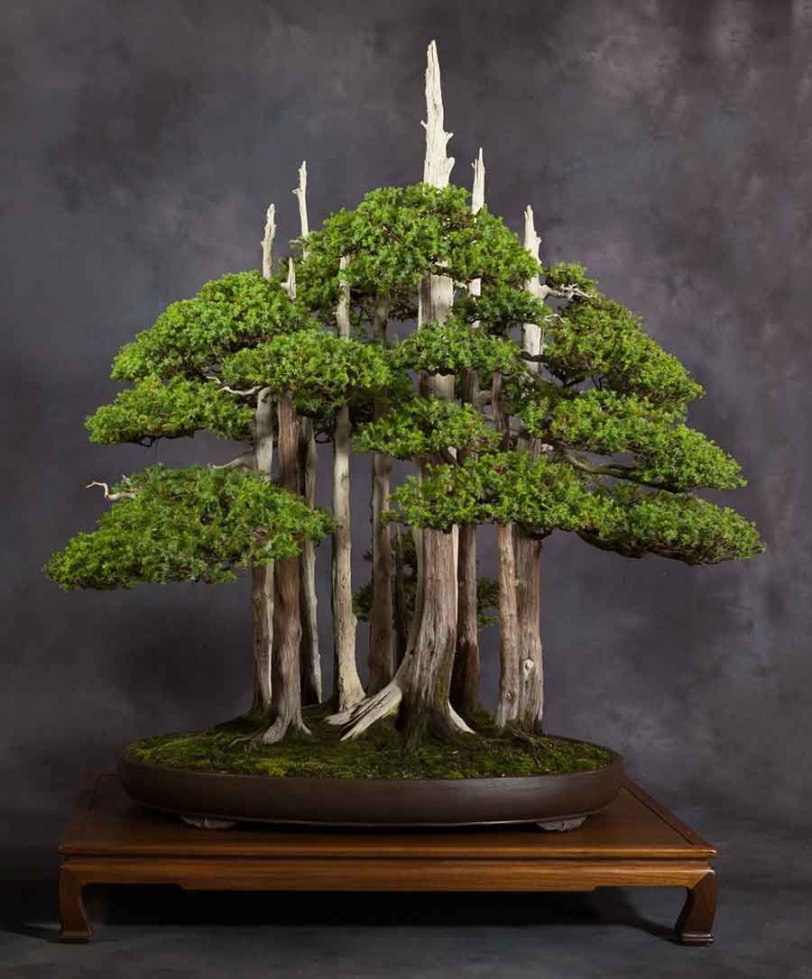 10 Bonsai Termahal di Dunia, Panggilan Buat Para Kolektor! 2