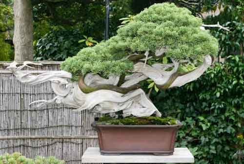 10 Bonsai Termahal di Dunia, Panggilan Buat Para Kolektor! 9