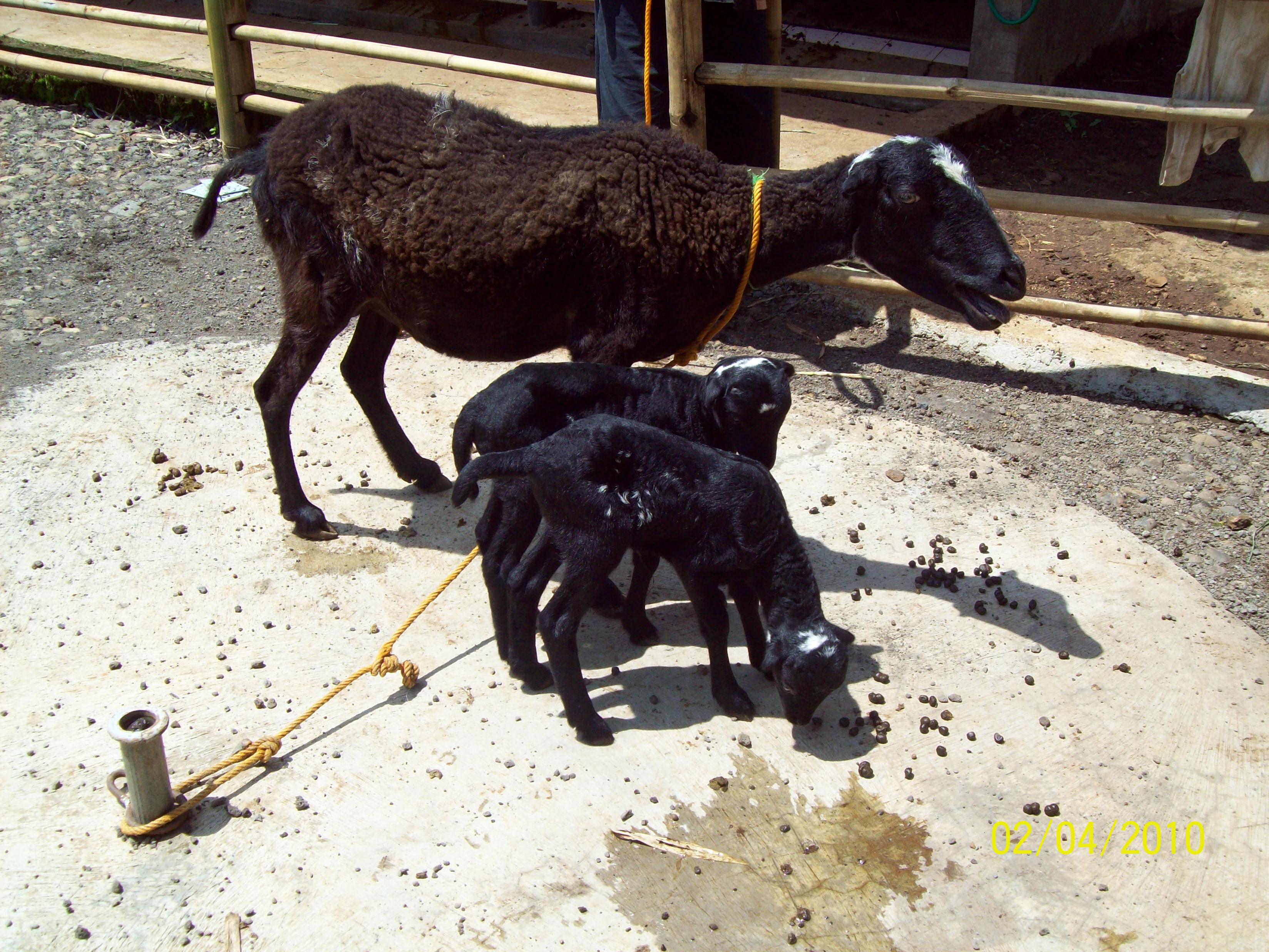 10 Domba Garut Termahal, Cocok Buat Para Pebisnis Domba! 8 10 Domba Garut Termahal, Cocok Buat Para Pebisnis Domba! 8