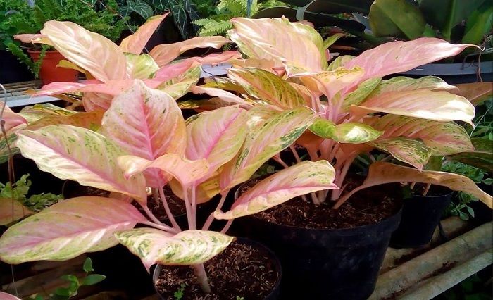 10 Bunga Aglaonema Termahal, Cocok Buat Dekorasi Rumah! 5 10 Bunga Aglaonema Termahal, Cocok Buat Dekorasi Rumah! 5