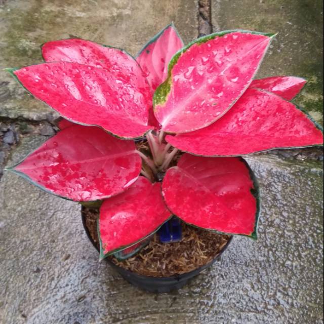 10 Bunga Aglaonema Termahal, Cocok Buat Dekorasi Rumah! 10 10 Bunga Aglaonema Termahal, Cocok Buat Dekorasi Rumah! 10