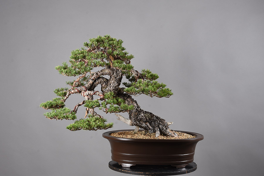 10 Bonsai Termahal di Dunia, Manakah Yang Paling Bagus? 9