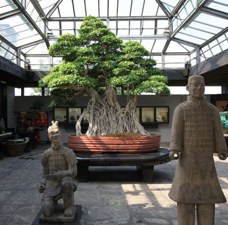 10 Bonsai Termahal di Dunia, Panggilan Buat Para Kolektor! 10