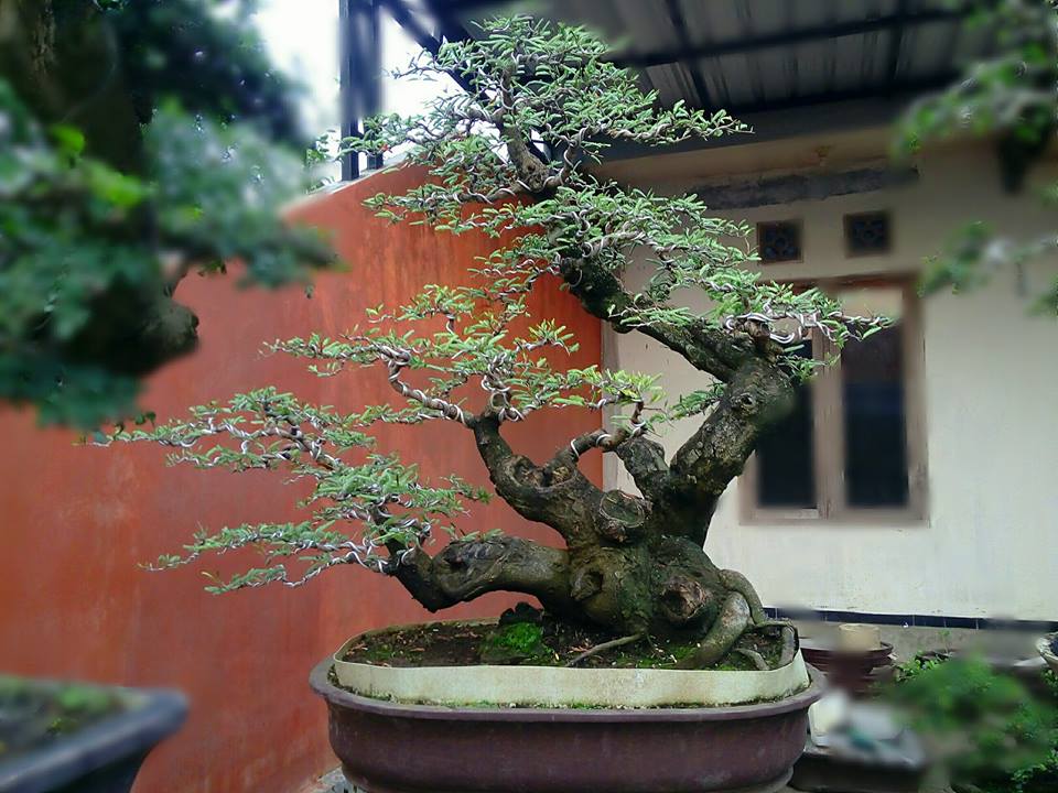 10 Bonsai Asem Jawa Termahal Beserta Harganya 6 10 Bonsai Asem Jawa Termahal Beserta Harganya 6