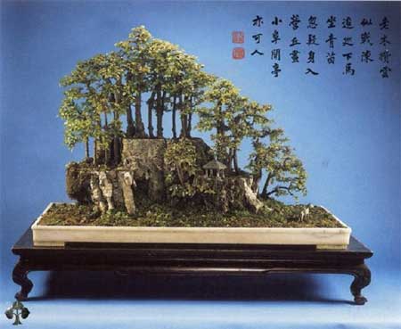 10 Bonsai Termahal di Dunia, Panggilan Buat Para Kolektor! 5