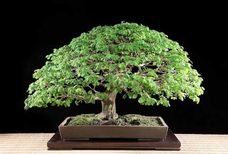 10 Bonsai Termahal di Dunia, Panggilan Buat Para Kolektor! 7