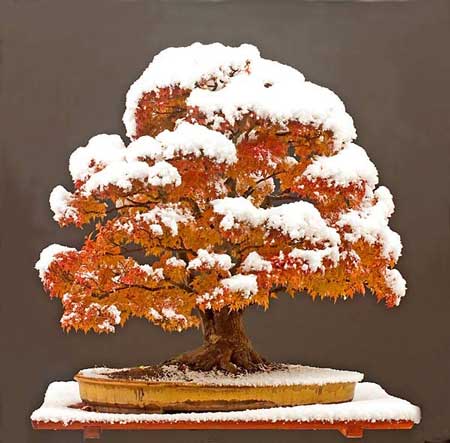 10 Bonsai Termahal di Dunia, Panggilan Buat Para Kolektor! 8