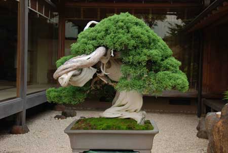 10 Bonsai Termahal di Dunia, Manakah Yang Paling Bagus? 5