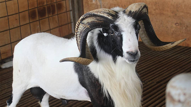 10 Domba Garut Termahal, Cocok Buat Para Pebisnis Domba! 1 10 Domba Garut Termahal, Cocok Buat Para Pebisnis Domba! 1