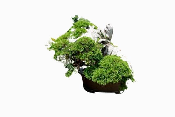 10 Bonsai Termahal di Dunia, Manakah Yang Paling Bagus? 1