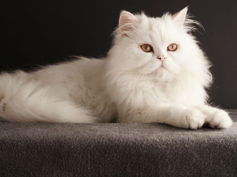 10 Kucing Termahal di Dunia, Adakah Ras Kucing Peliharaan Kalian? 4