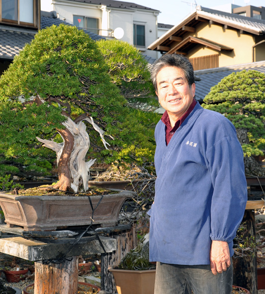 10 Bonsai Termahal di Dunia, Panggilan Buat Para Kolektor! 1