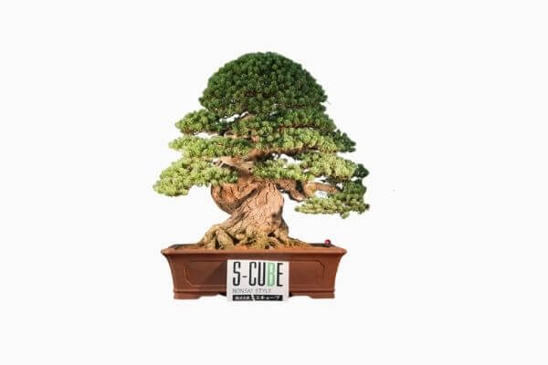 10 Bonsai Termahal di Dunia, Manakah Yang Paling Bagus? 2