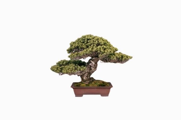 10 Bonsai Termahal di Dunia, Manakah Yang Paling Bagus? 6