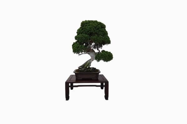 10 Bonsai Termahal di Dunia, Manakah Yang Paling Bagus? 3
