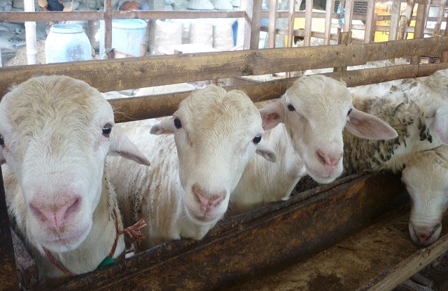 10 Domba Garut Termahal, Cocok Buat Para Pebisnis Domba! 10 10 Domba Garut Termahal, Cocok Buat Para Pebisnis Domba! 10