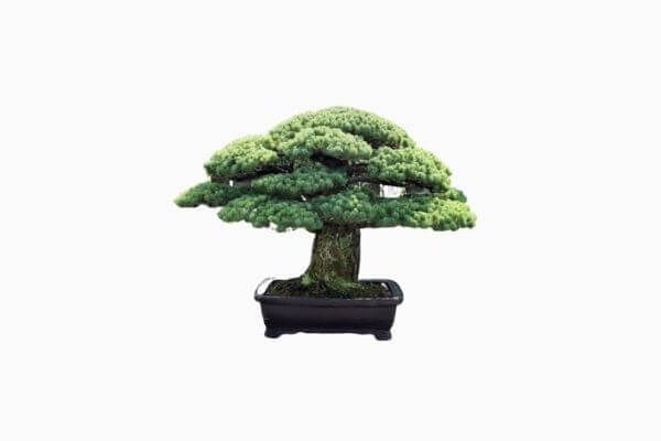 10 Bonsai Termahal di Dunia, Manakah Yang Paling Bagus? 7