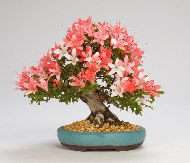 10 Bonsai Termahal di Dunia, Panggilan Buat Para Kolektor! 6