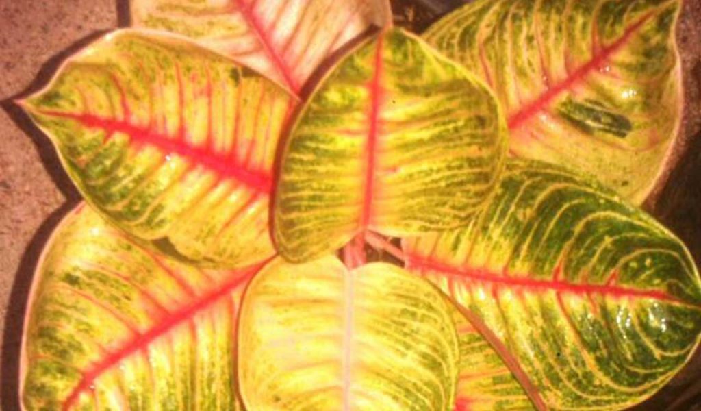 10 Bunga Aglaonema Termahal, Cocok Buat Dekorasi Rumah! 2 10 Bunga Aglaonema Termahal, Cocok Buat Dekorasi Rumah! 2