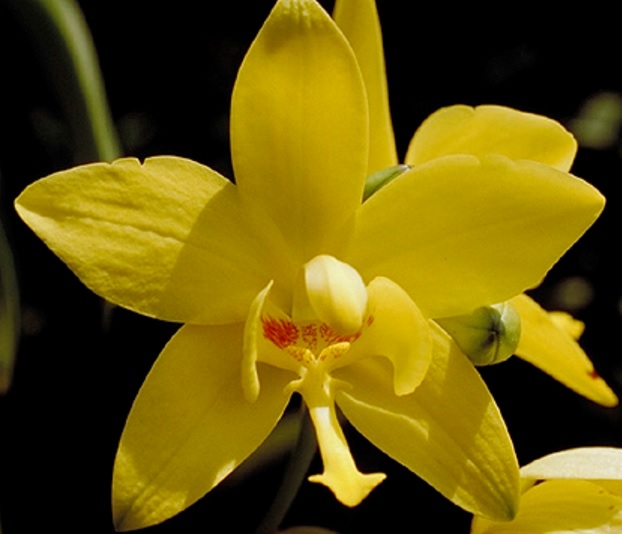 10 Jenis Bunga Anggrek Termahal di Dunia, Buat Para Kolektor Tanaman Hias! 10