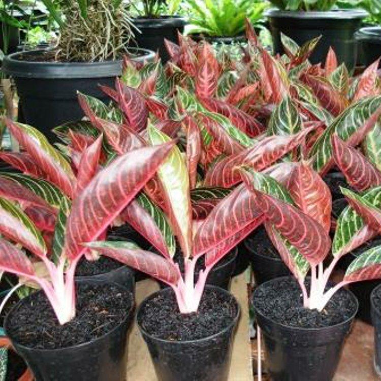 10 Bunga Aglaonema Termahal, Cocok Buat Dekorasi Rumah! 9 10 Bunga Aglaonema Termahal, Cocok Buat Dekorasi Rumah! 9