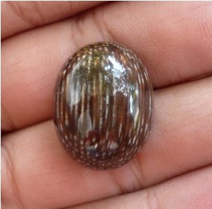 10 Batu Fosil Kayu Termahal Beserta Harganya 3