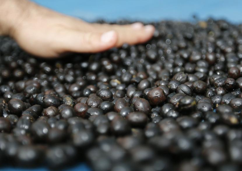 10 Kopi Termahal di Dunia, Adakah Favoritmu? 1