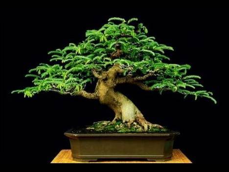 10 Bonsai Asem Jawa Termahal Beserta Harganya 5 10 Bonsai Asem Jawa Termahal Beserta Harganya 5