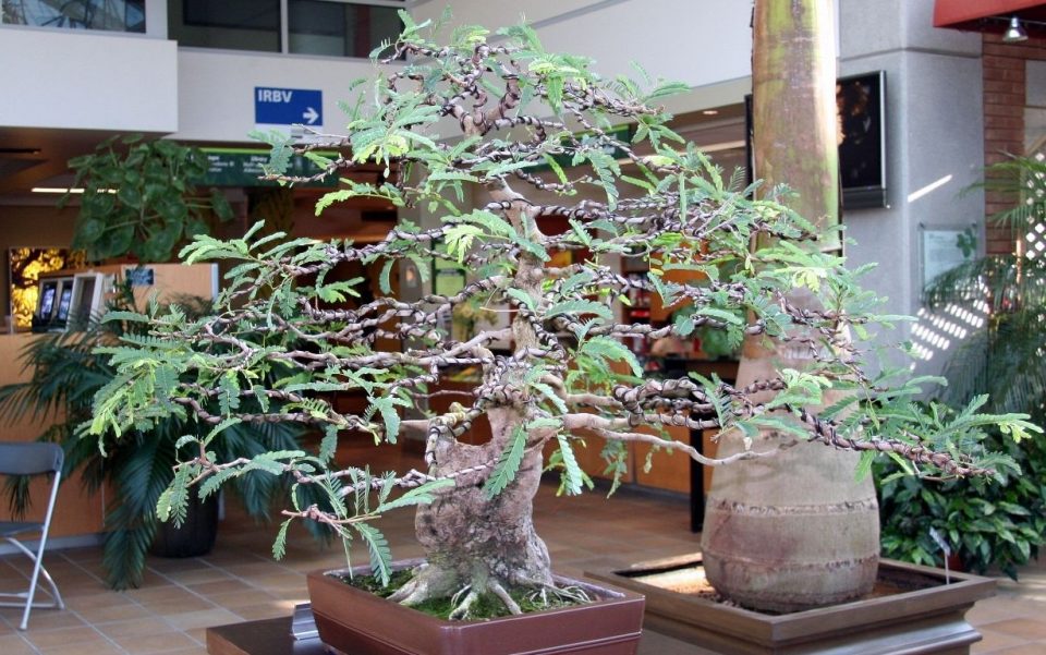 10 Bonsai Asem Jawa Termahal Beserta Harganya 10 10 Bonsai Asem Jawa Termahal Beserta Harganya 10