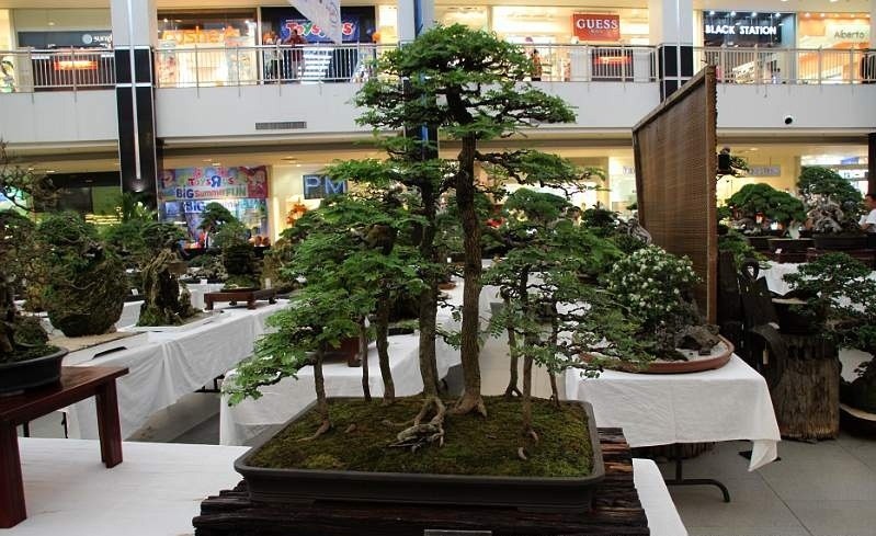 10 Bonsai Asem Jawa Termahal Beserta Harganya 9 10 Bonsai Asem Jawa Termahal Beserta Harganya 9