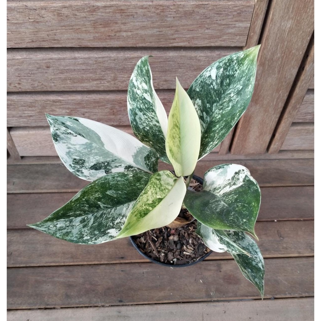 10 Bunga Aglaonema Termahal, Cocok Buat Dekorasi Rumah! 6 10 Bunga Aglaonema Termahal, Cocok Buat Dekorasi Rumah! 6