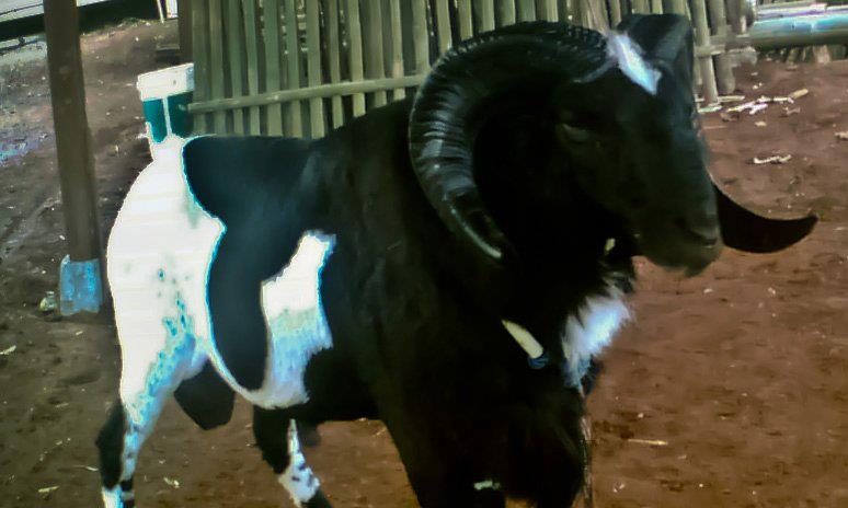 10 Domba Garut Termahal, Cocok Buat Para Pebisnis Domba! 7 10 Domba Garut Termahal, Cocok Buat Para Pebisnis Domba! 7