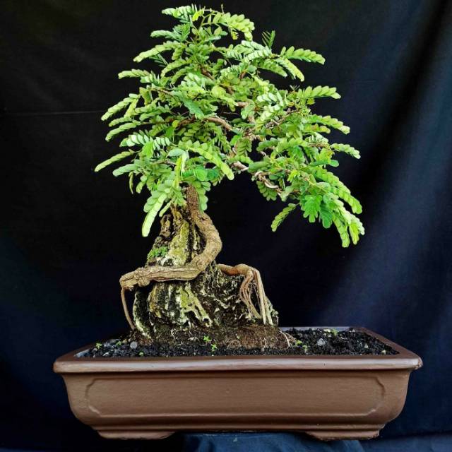10 Bonsai Asem Jawa Termahal Beserta Harganya 4 10 Bonsai Asem Jawa Termahal Beserta Harganya 4