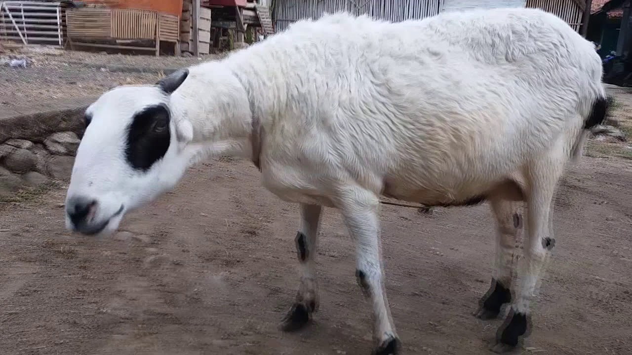 10 Domba Garut Termahal, Cocok Buat Para Pebisnis Domba! 4 10 Domba Garut Termahal, Cocok Buat Para Pebisnis Domba! 4