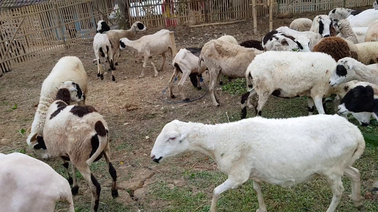 10 Domba Garut Termahal, Cocok Buat Para Pebisnis Domba! 6 10 Domba Garut Termahal, Cocok Buat Para Pebisnis Domba! 6